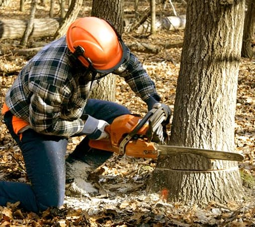 Tree Removal in Winterport, ME